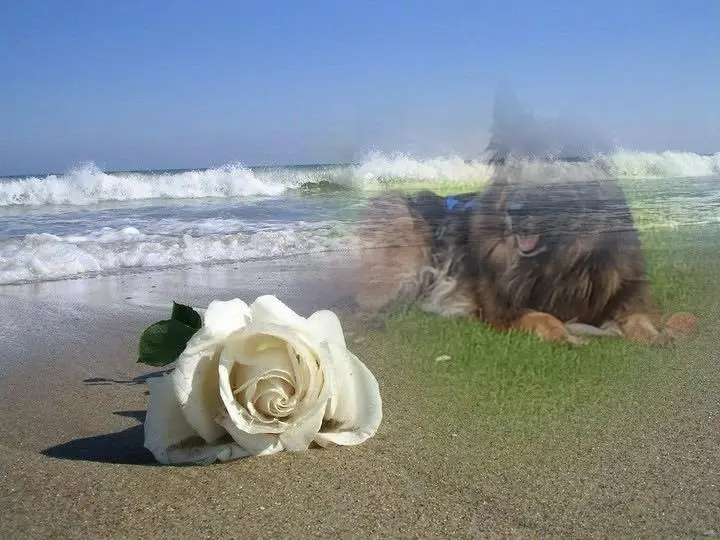 Andachtsbild von Dzień Dobry Misieńku❤️❤️❤️