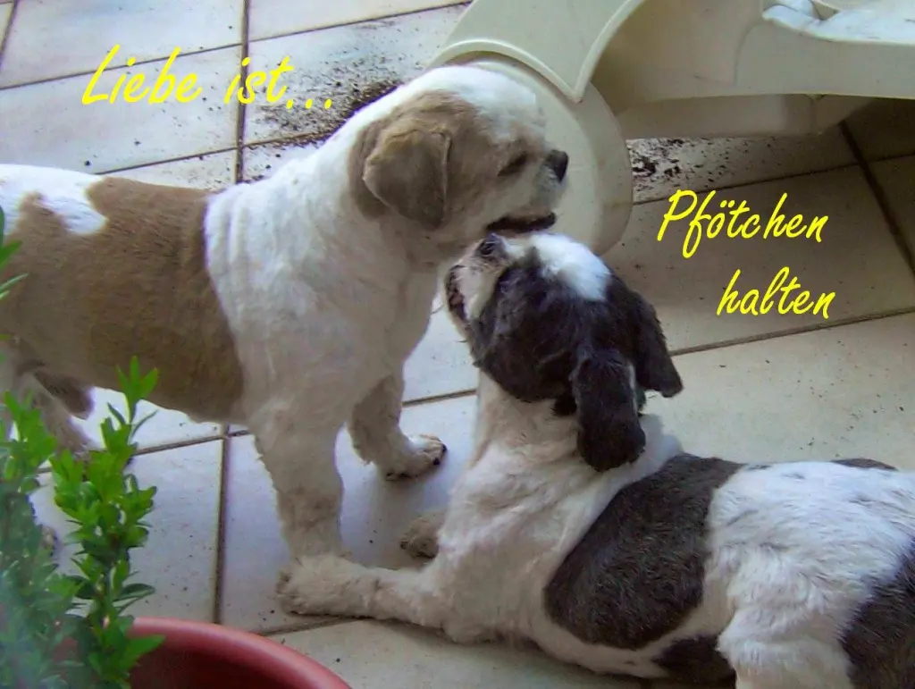 Andachtsbild von Marika mit Balou und Hippo im Herzen