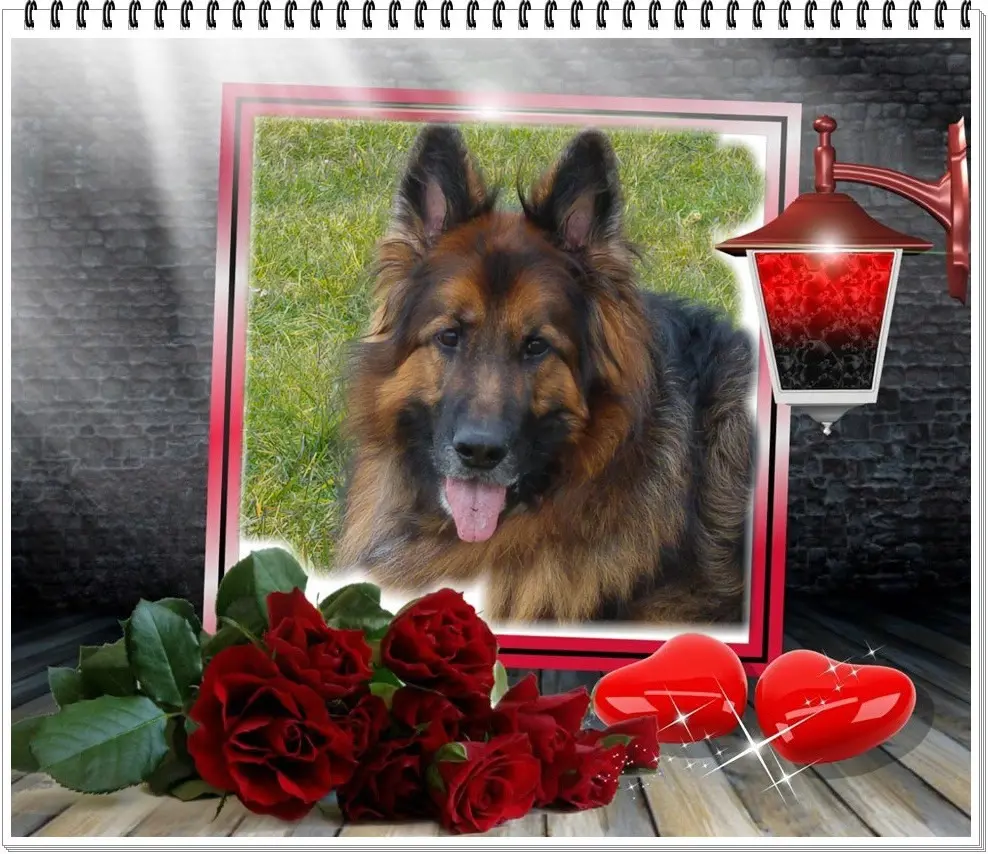 Andachtsbild von Dzień Dobry Misieńku❤️❤️❤️