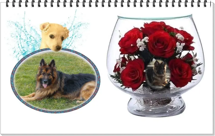 Andachtsbild von Dzień Dobry Misieńku❤️❤️❤️