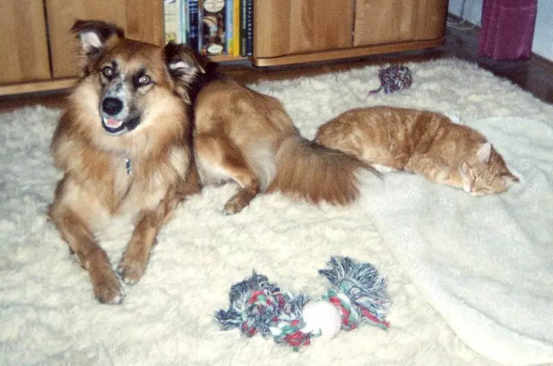 Andachtsbild von Anja mit Merlin und Amor ganz tief im ♥