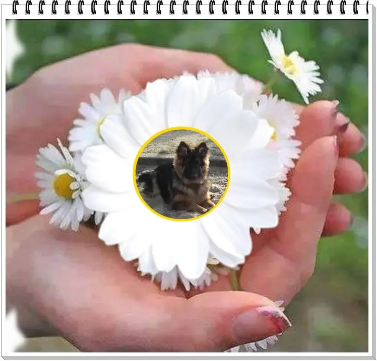 Andachtsbild von Dzień Dobry Misieńku❤️❤️❤️