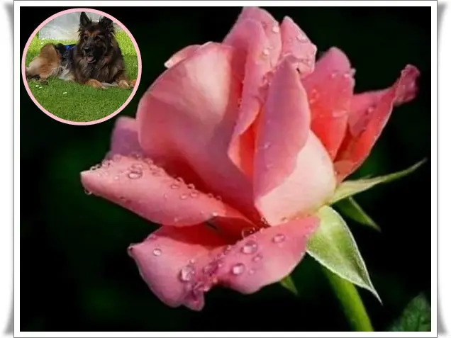 Andachtsbild von Dobrej Nocki Ukochany Misieńku❤️❤️❤️