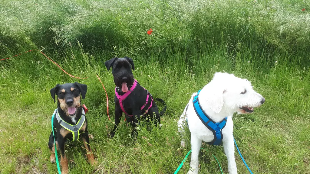 Andachtsbild von Marga mit Rambo im Herzen