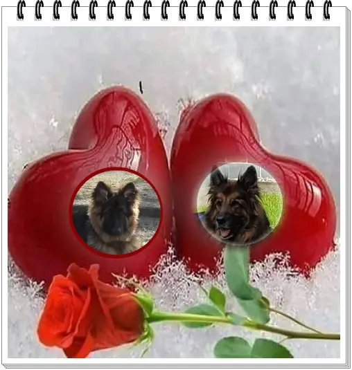 Andachtsbild von Dobrej Nocki Ukochany Misieńku❤️❤️❤️