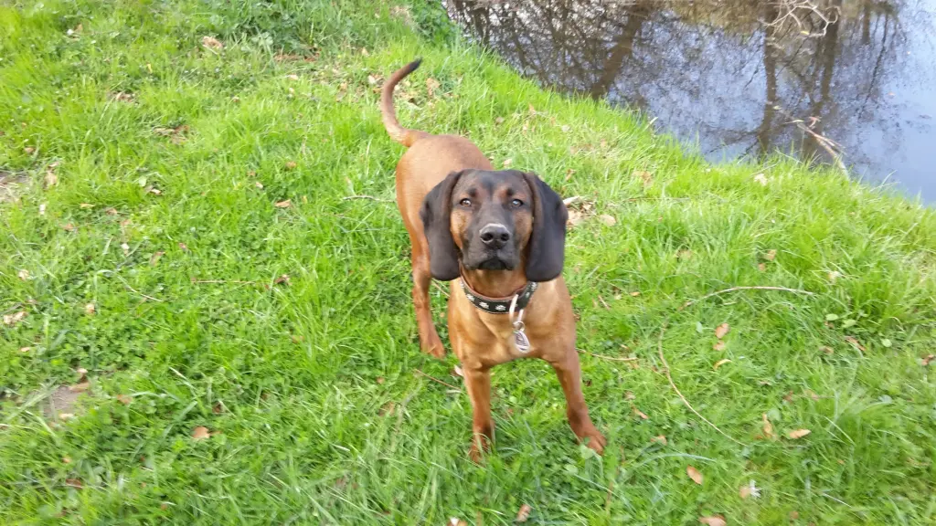 Andachtsbild von Marga mit Rambo im Herzen