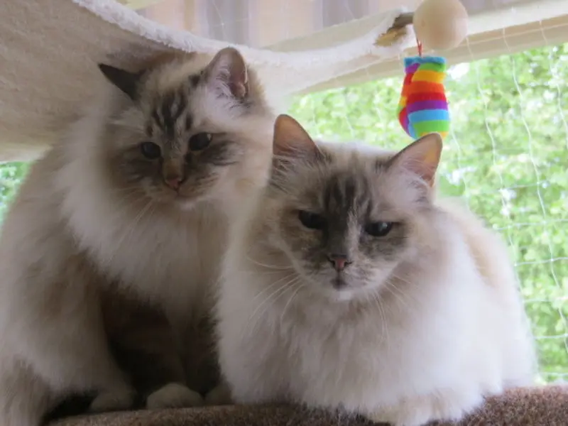 Andachtsbild von Uschi mit Seelenfreunden Shiva, Jojo und Merlin