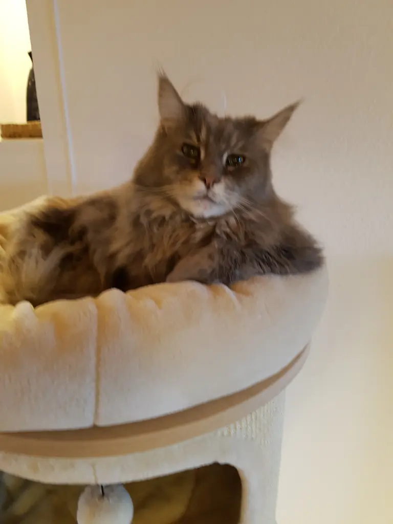 Andachtsbild von Brigitta mit Sam