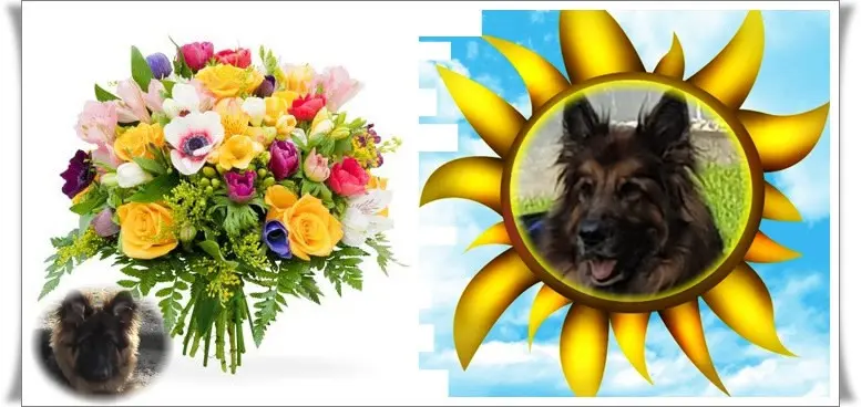 Andachtsbild von Dzień Dobry Misieńku❤️❤️❤️