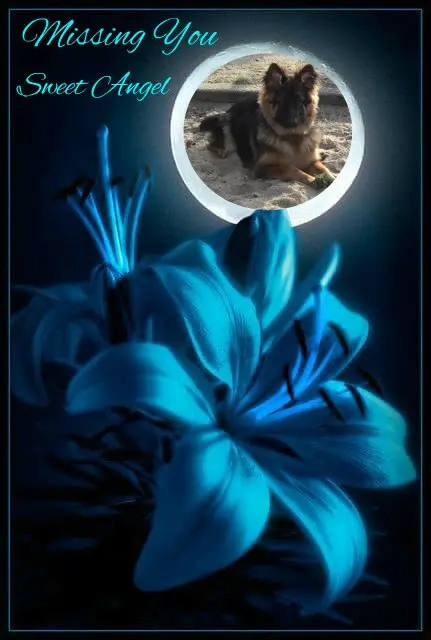 Andachtsbild von Dobrej Nocki Ukochany Misieńku❤️❤️❤️