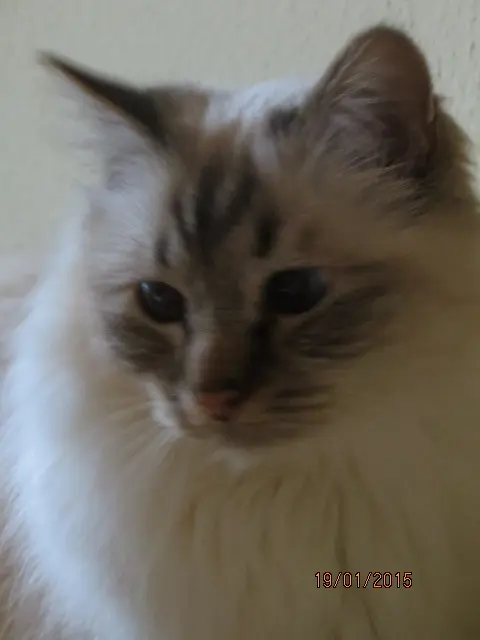 Andachtsbild von Uschi mit Seelenfreunden Shiva. Jojo und Merlin