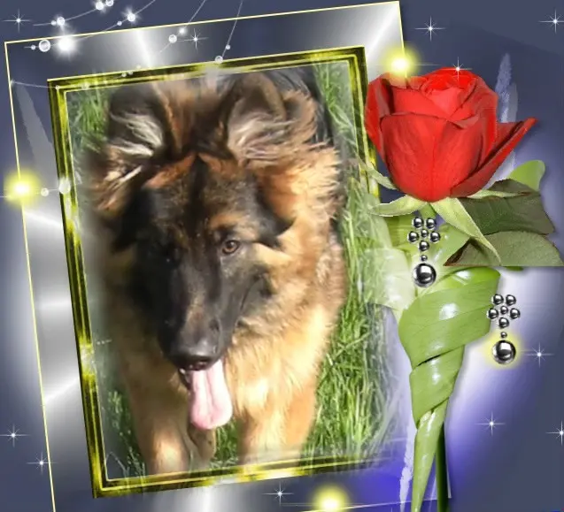 Andachtsbild von Dzień Dobry Misieńku❤️❤️❤️