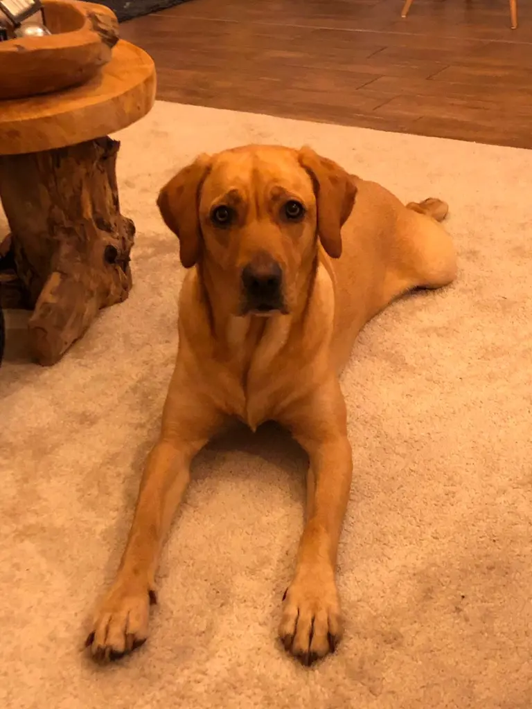 Andachtsbild von Brigitta