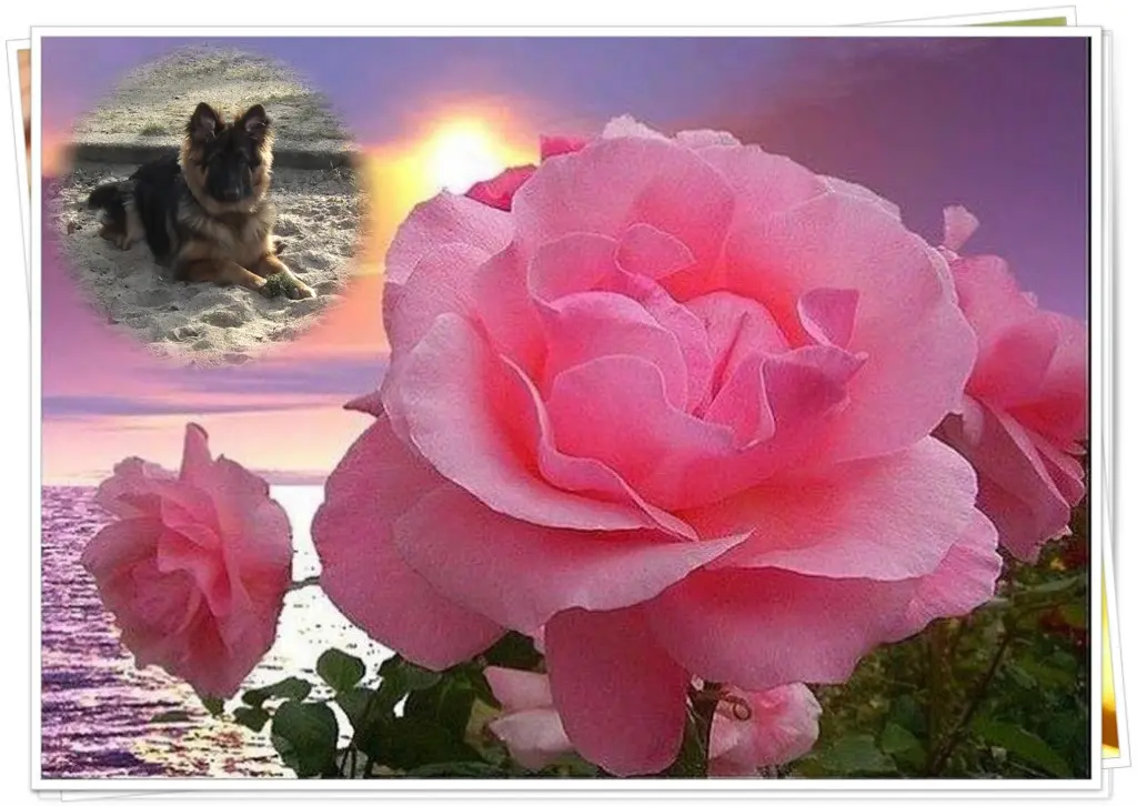 Andachtsbild von Dzień Dobry Misieńku❤️❤️❤️