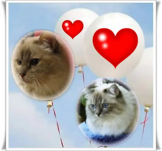 Andachtsbild von Uschi mit Seelenfreunden Shiva, Jojo und Merlin