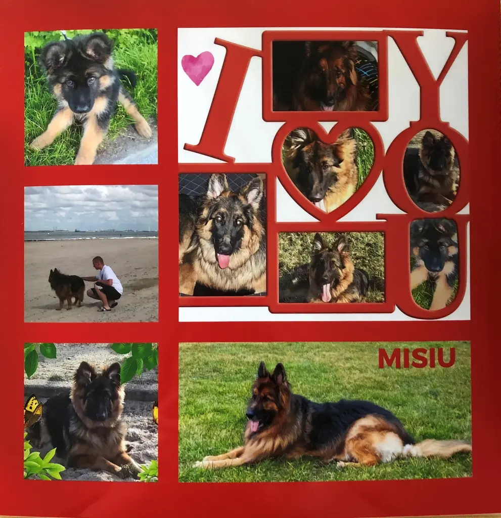 Andachtsbild von Geburtstagsrosen für Misiu