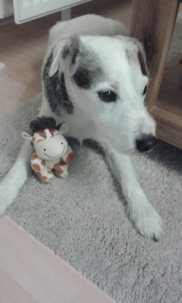 Andachtsbild von Kerstin mit Gismo im Herzen