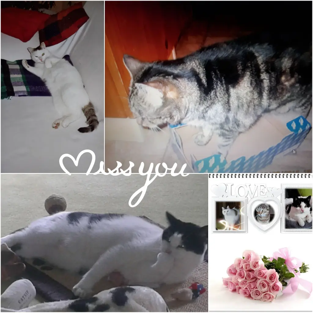 Andachtsbild von Eike und Edeltraud mit Mulle Miezi und Jonny tief im Herzen ♥️