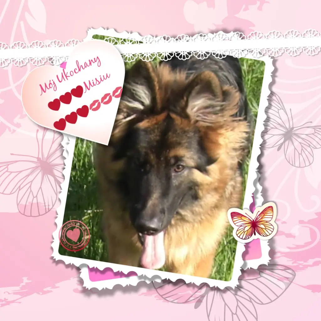 Andachtsbild von Dzień Dobry Misieńku❤️❤️❤️