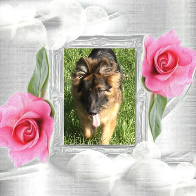 Andachtsbild von Dzień Dobry Misieńku❤️❤️❤️