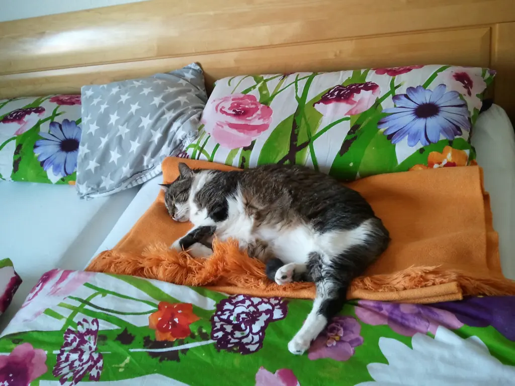 Andachtsbild von Anja mit Maja im ♥