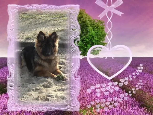 Andachtsbild von Dzień Dobry Misieńku❤️❤️❤️