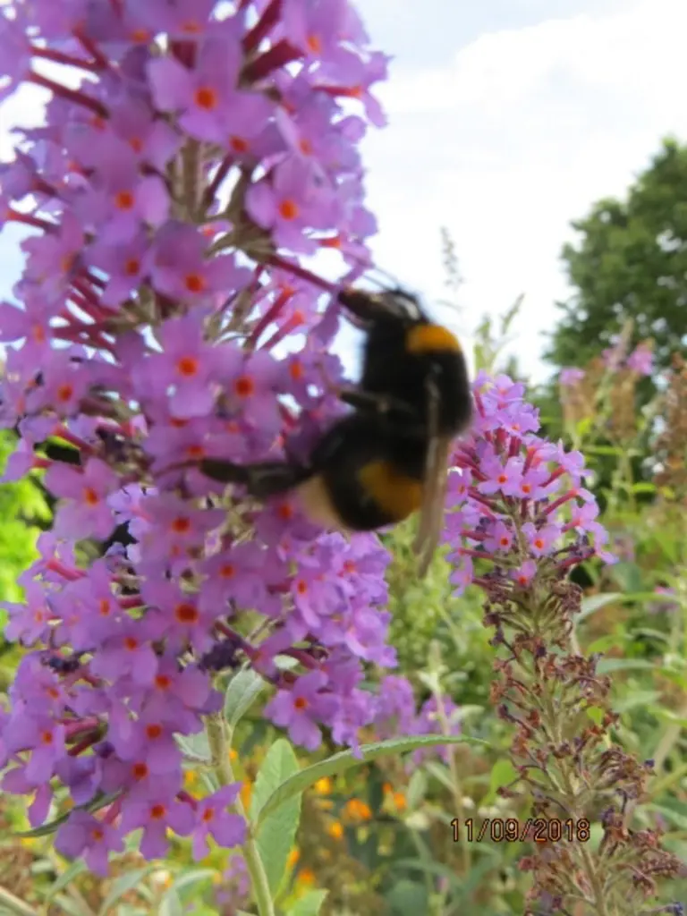 Andachtsbild von Uschi mit Seelenfreunden Shiva. Jojo und Merlin