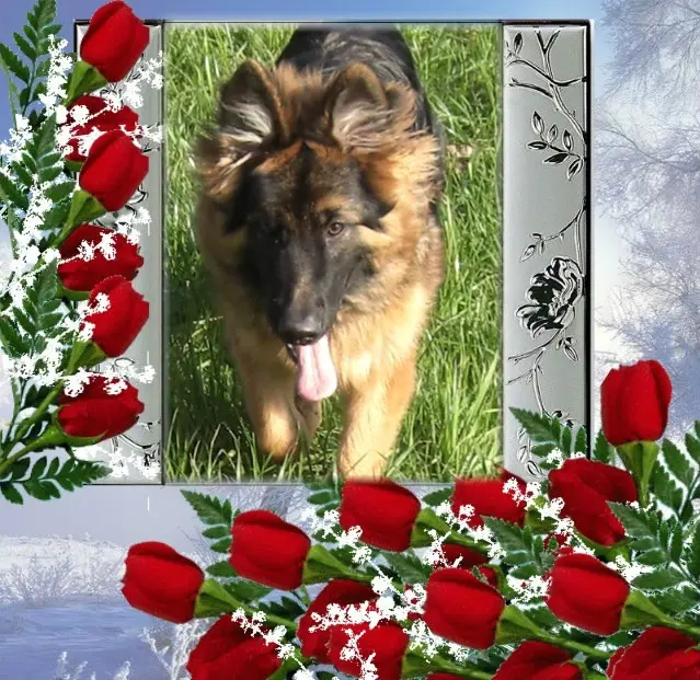 Andachtsbild von Dzień Dobry Misieńku❤️❤️❤️