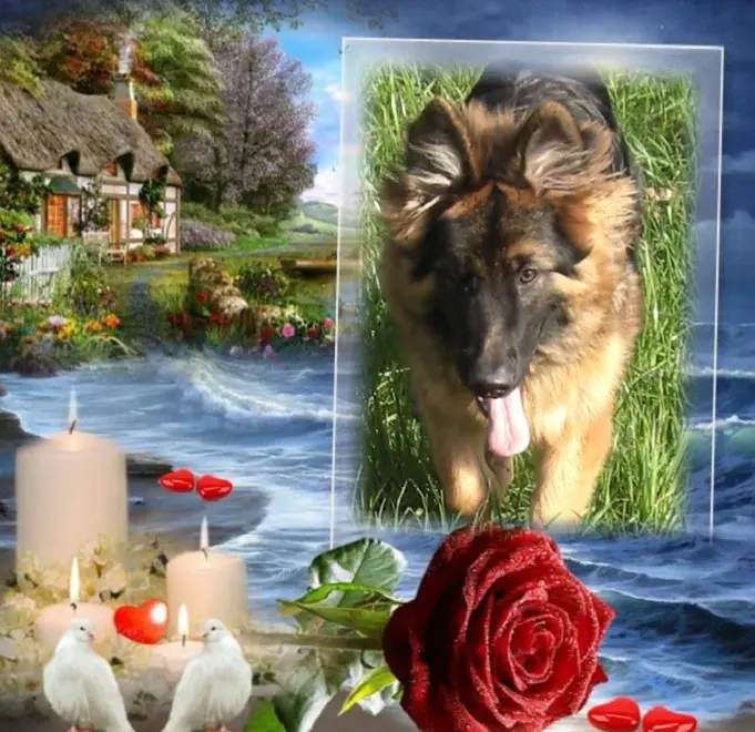 Andachtsbild von Dzień Dobry Misieńku❤️❤️❤️