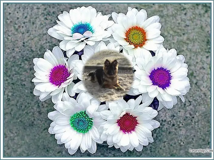 Andachtsbild von Dzień Dobry Misieńku❤️❤️❤️