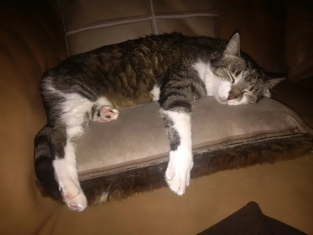 Andachtsbild von Anja mit Maja im ♥