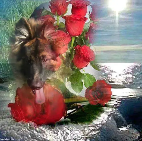 Andachtsbild von Dzień Dobry Misieńku❤️❤️❤️