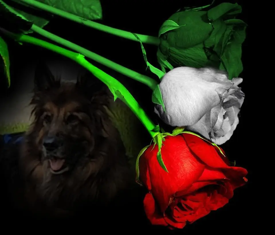 Andachtsbild von Dobrej Nocki Ukochany Misieńku❤️❤️❤️