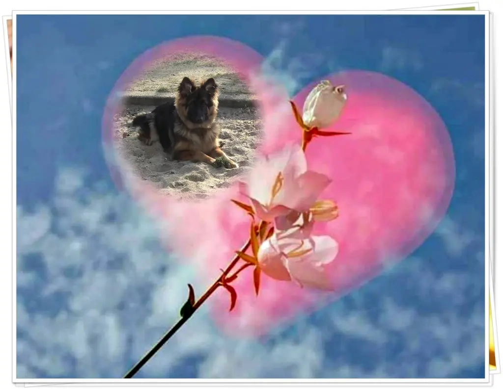 Andachtsbild von Dzień Dobry Misieńku❤️❤️❤️