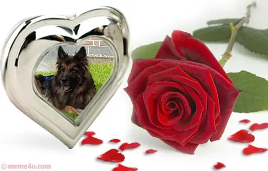 Andachtsbild von Dzień Dobry Misieńku❤️❤️❤️