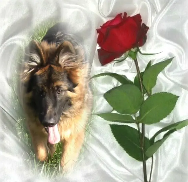 Andachtsbild von Dzień Dobry Misieńku❤️❤️❤️