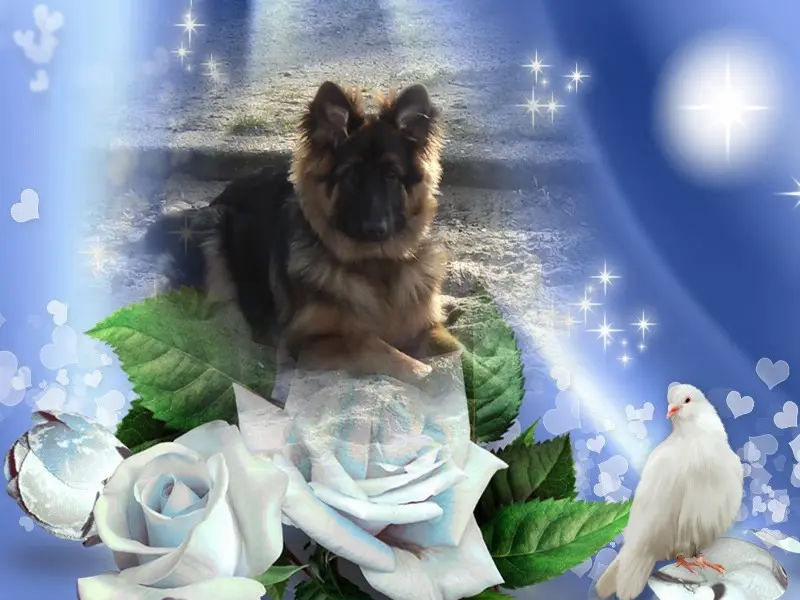 Andachtsbild von Dzień Dobry Misieńku❤️❤️❤️