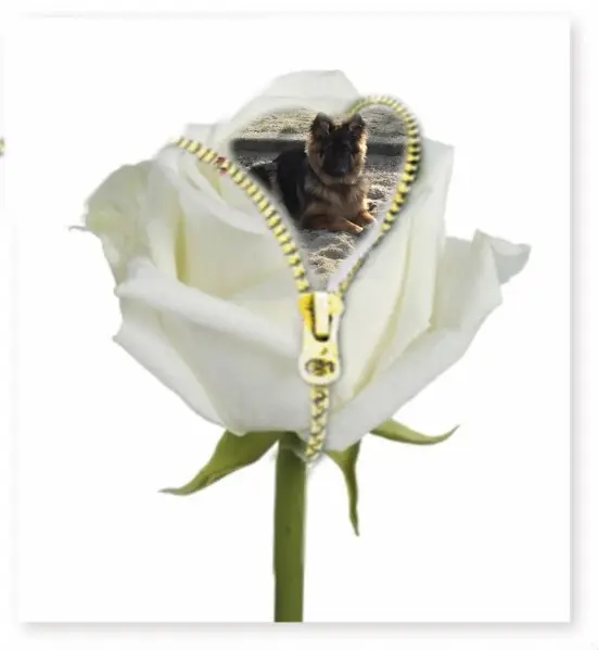 Andachtsbild von Dzień Dobry Misieńku❤️❤️❤️