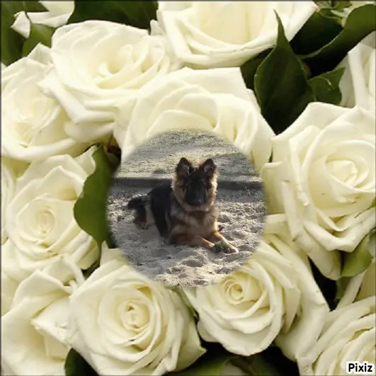 Andachtsbild von Dzień Dobry Misieńku❤️❤️❤️