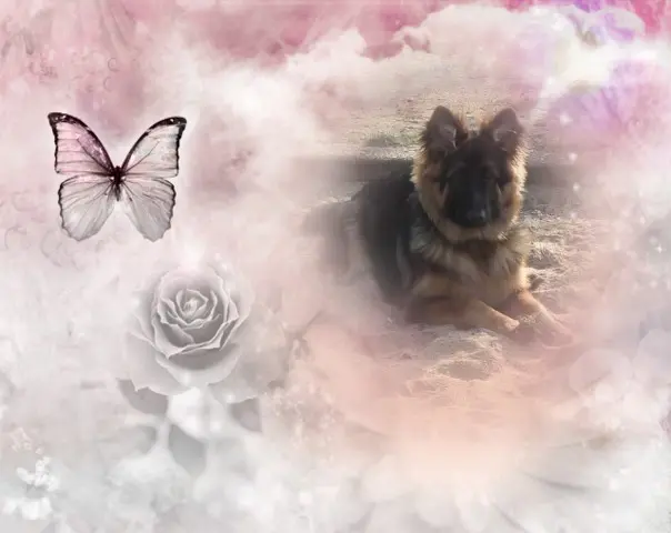 Andachtsbild von Dzień Dobry Misieńku❤️❤️❤️