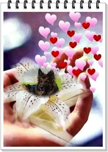 Andachtsbild von Dzień Dobry Misieńku❤️❤️❤️