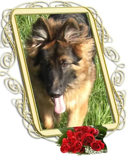 Andachtsbild von Dzień Dobry Misieńku❤️❤️❤️