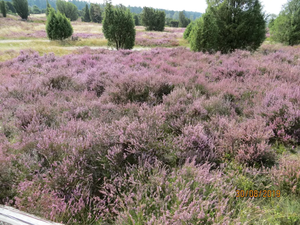 Andachtsbild von Uschi miT Seelenfreunden Shiva, Jojo und Merlin