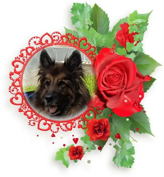 Andachtsbild von Dzień Dobry Misieńku❤️❤️❤️