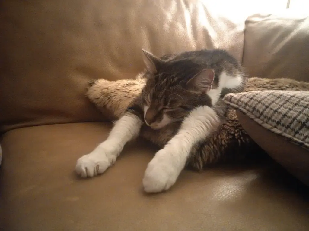 Andachtsbild von Anja mit Maja im ♥