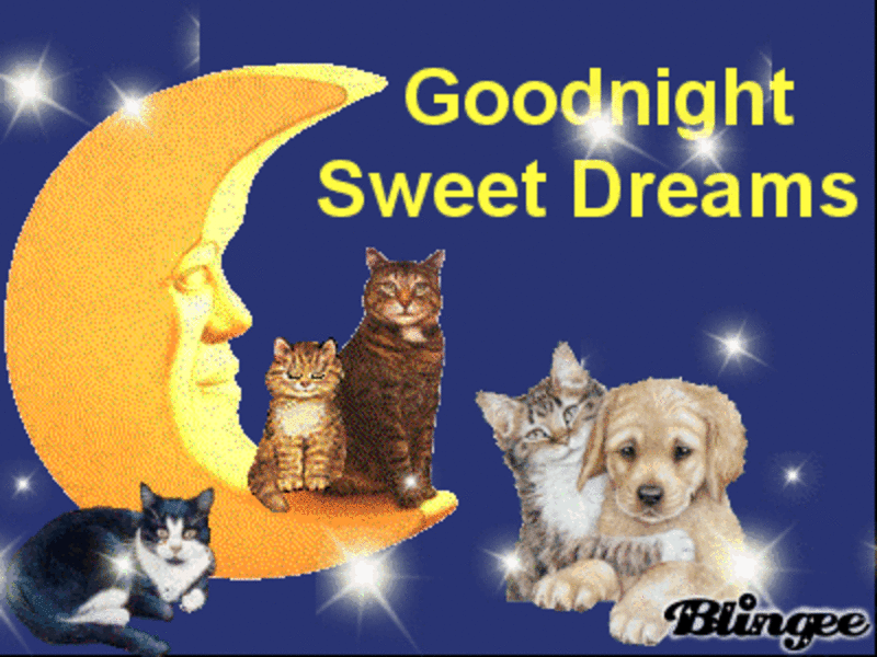 Andachtsbild von Uschi mit Seelenfreunden Shiva, Jojo und Merlin