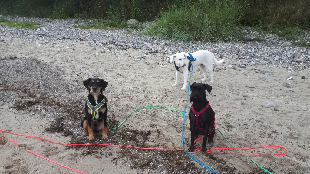 Andachtsbild von Marga mit Rambo im Herzen