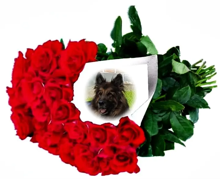 Andachtsbild von Dzień Dobry Misieńku❤️❤️❤️