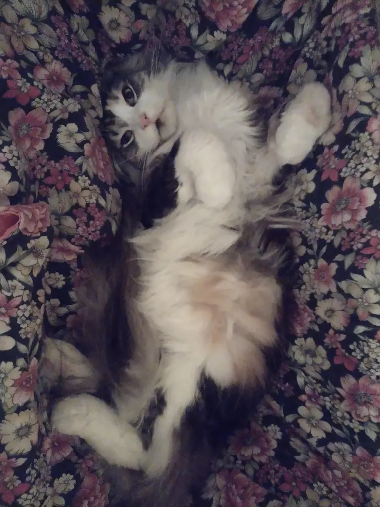 Andachtsbild von Corinna mit Emma, Pummelchen und anderen Sternlein im Herzen