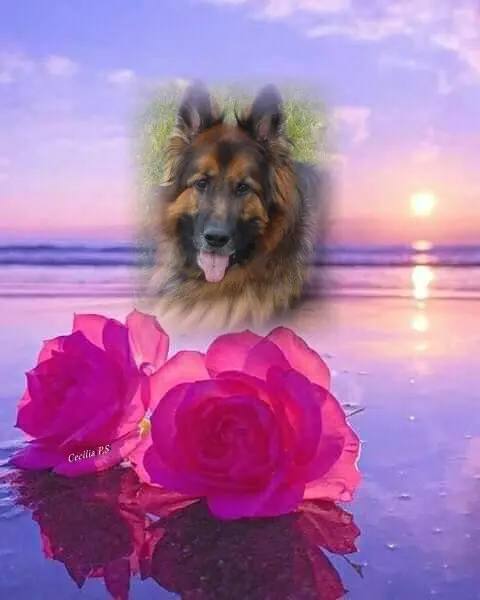 Andachtsbild von Kochany❤️❤️❤️Misiu❤️❤️❤️